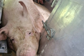 Foto: eingeklemmte Sau