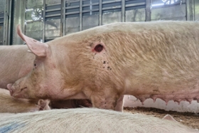 Foto: verletzte Sau