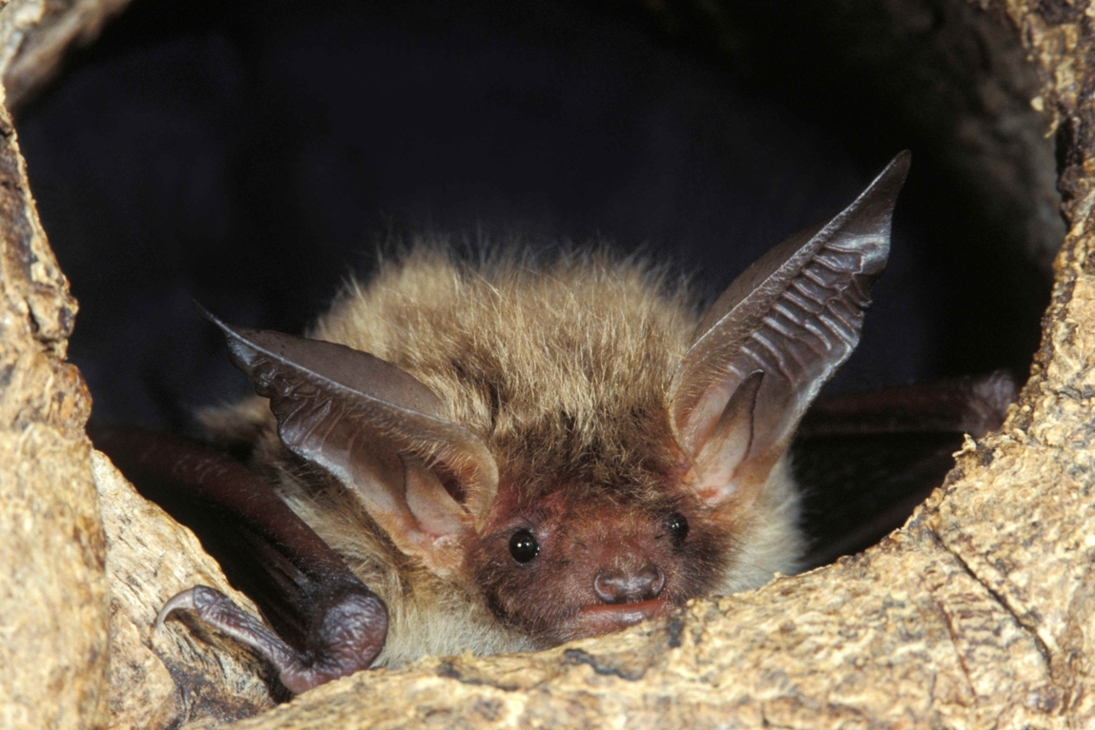 Die Bechsteinfledermaus soll in dem Vorhaben besonders untersucht werden