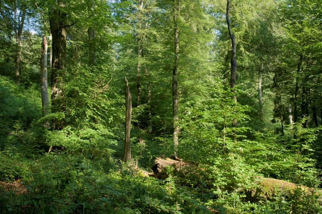 Strukturreiche Wälder bieten Fledermäuse einen guten Lebensraum.