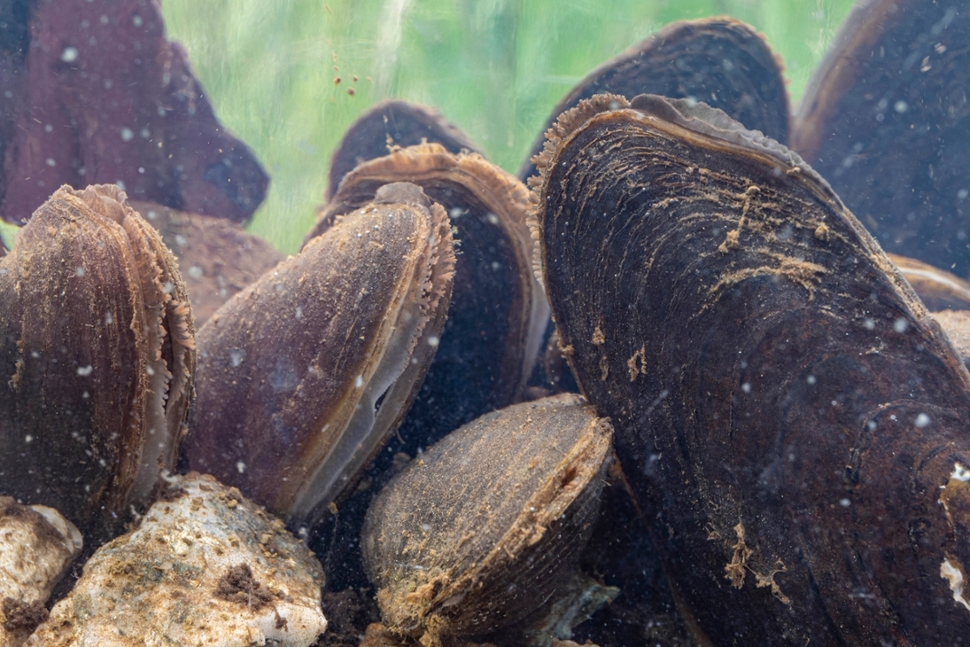 Flussperlmuscheln in einem Aquarium beim Filtrieren