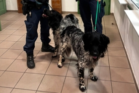 Foto: Wer vermisst diese Hunde?