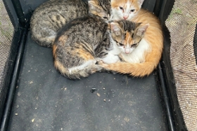 Foto: Katzenbabys