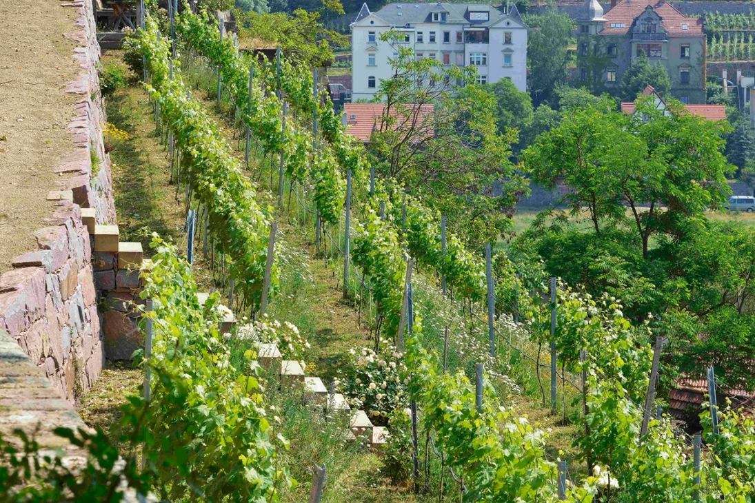 Biodiversitätsgerechter Öko-Weinberg der LANU in Meißen