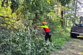 Foto: Mit Unterstützung der Maschinenstation Königstein von Sachsenforst schneidet die Nationalpark- und Forstverwaltung die Rettungs- und Arbeitswege frei, die in die Schadgebiete führen. Hintergrund ist, dass die Forstmaschinen, die für die Schadensbeseitigung benötigt werden, nicht durch die engen Gassen Rathens fahren können. Gleiches 
gilt für Holztransporter, die das beseitigte Holz aus dem Wald heraus transportieren müssen.