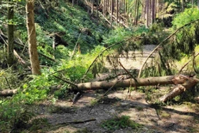 Foto: Schadsituationen wie diese werden aktuell beseitigt, damit Forstmaschinen zu den Hauptschadorten im Amselgrund bei Rathen gelangen können.