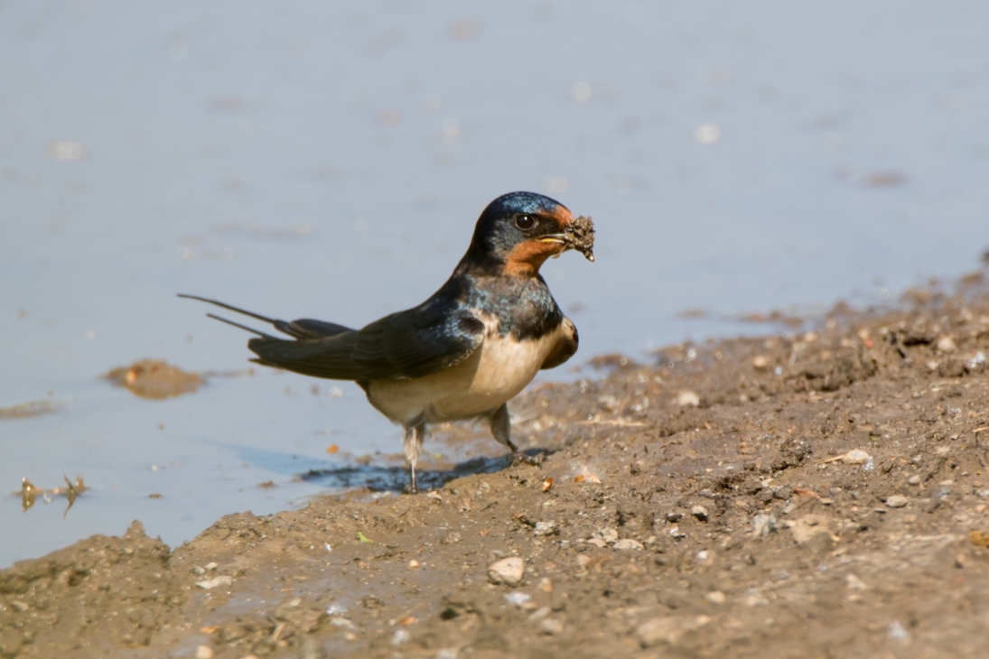 Rauchschwalbe Altvogel an Wasserstelle bei der Aufnahme von Nistmaterial. Die Art steht mittlerweile auf der Vorwarnliste der Roten Liste.-