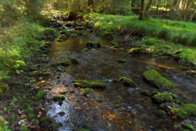 Foto: Naturnahe, kalte Bäche sind der Lebensraum der Bachforelle