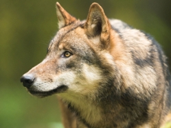 Foto: Symbolbild Wolf.