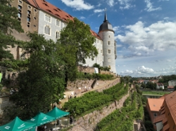 Foto: Ökologischer Weinberg am Burgberg in Meißen zum Tag des offenen Weinbergs