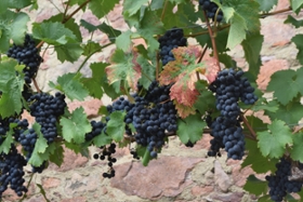 Foto: Eine Flasche Schieler als Wein vom ökologischen Weinberg