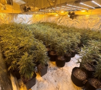 Foto: Cannabisplantage Reinsdorf