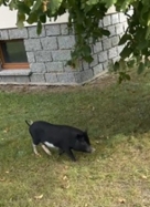 Foto: Minischwein