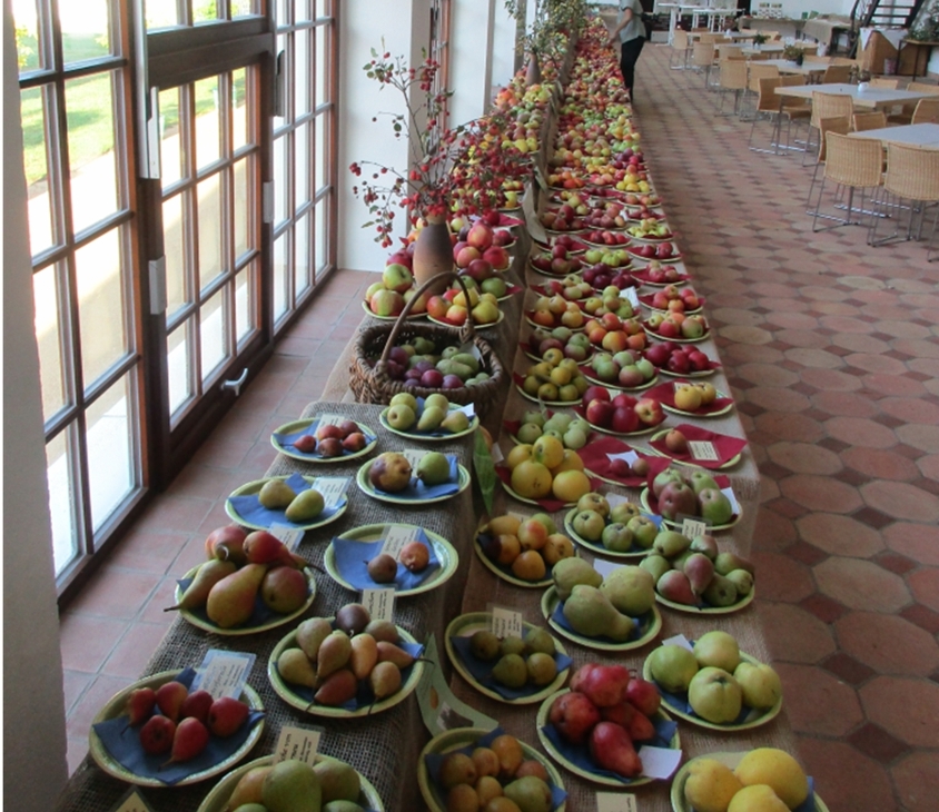 Sortenschau Streuobst in der Orangerie Bad Muskau