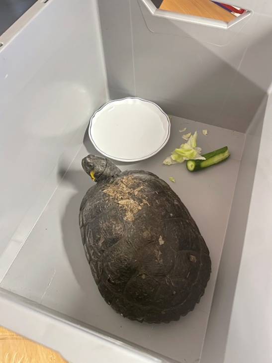 Schildkröte Gerhart