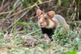 Foto: Feldhamster (Cricetus cricetus) im Projektgebiet