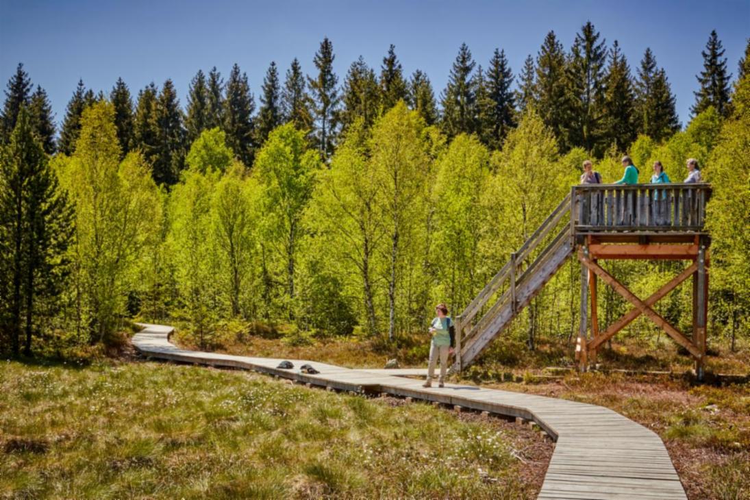 Der erneuerte Aussichtsturm entlang des Moor-Lehrpfades „Stengelhaide“ im mittleren Erzgebirge lädt zu einmaligen Beobachtungen ein.