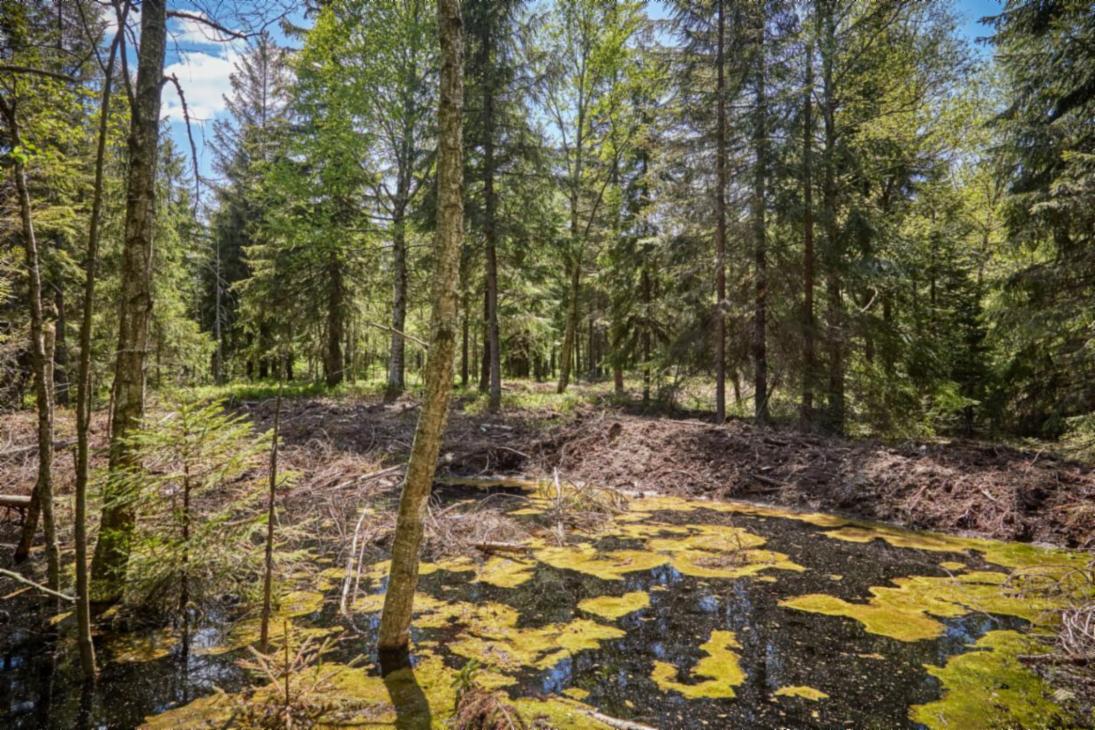 Entlang des Moor-Lehrpfades „Stengelhaide“ im mittleren Erzgebirge können Besucher der Region den faszinierenden Prozess der Moorbildung hautnah erleben.