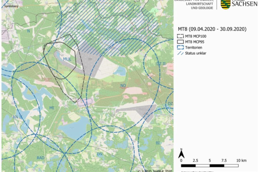 MT8 &quot;Peter&quot; bewegt sich als territorialer Wolf des Mulkwitzer Rudels am Rand des Truppenübungsplatzes Oberlausitz auf einer Fläche von rund 60 Quadratkilometern.