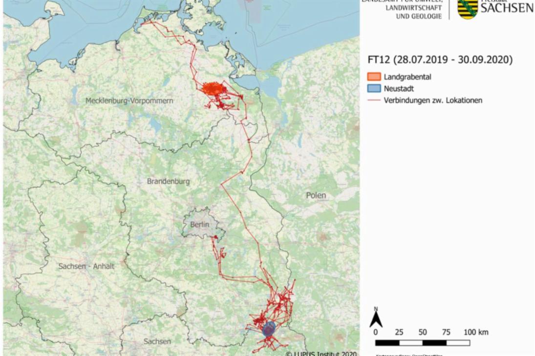 FT12 „Juli“ hatte Sachsen bereits im März Richtung Mecklenburg-Vorpommern verlassen. Seither hält sie sich im Landgrabental zwischen Anklam und Friedland auf und ist dort sesshaft geworden.