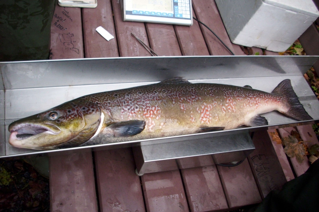 Ein Lachsmilchner (Männchen)auf dem Messbrett, Länge 94 cm, Masse 6090 g.
