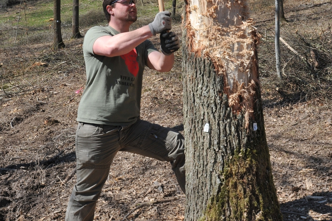 Die nachgebauten Beile aus der Jungsteinzeit erlaubten keine seitlich geführten Hiebe, wie moderne Äxte. Um effektiv zu sein, mussten die Schläge in relativ großer Höhe am Stamm geführt werden.