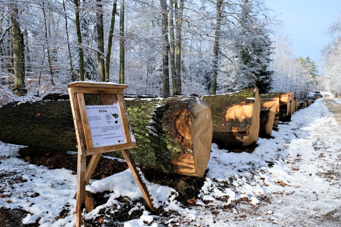 Die Eichen werden auf dem Submissionsplatz in der Dresdner Heide präsentiert.