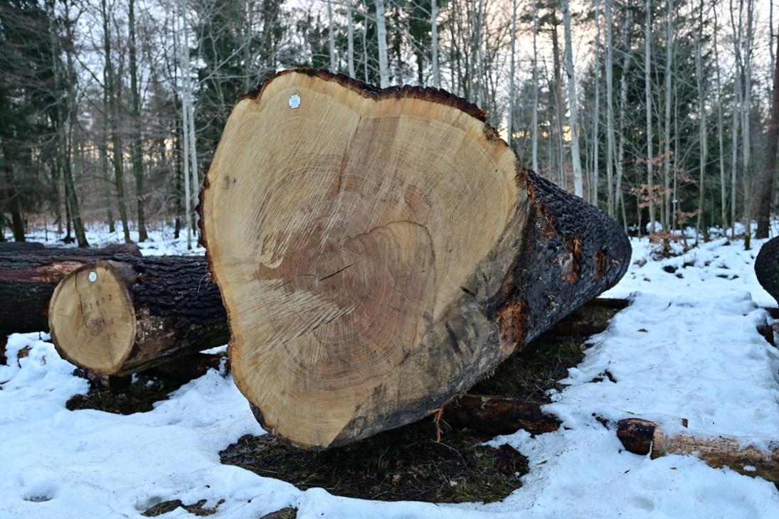 Diese Eiche erzielte den höchsten Gesamtpreis.
