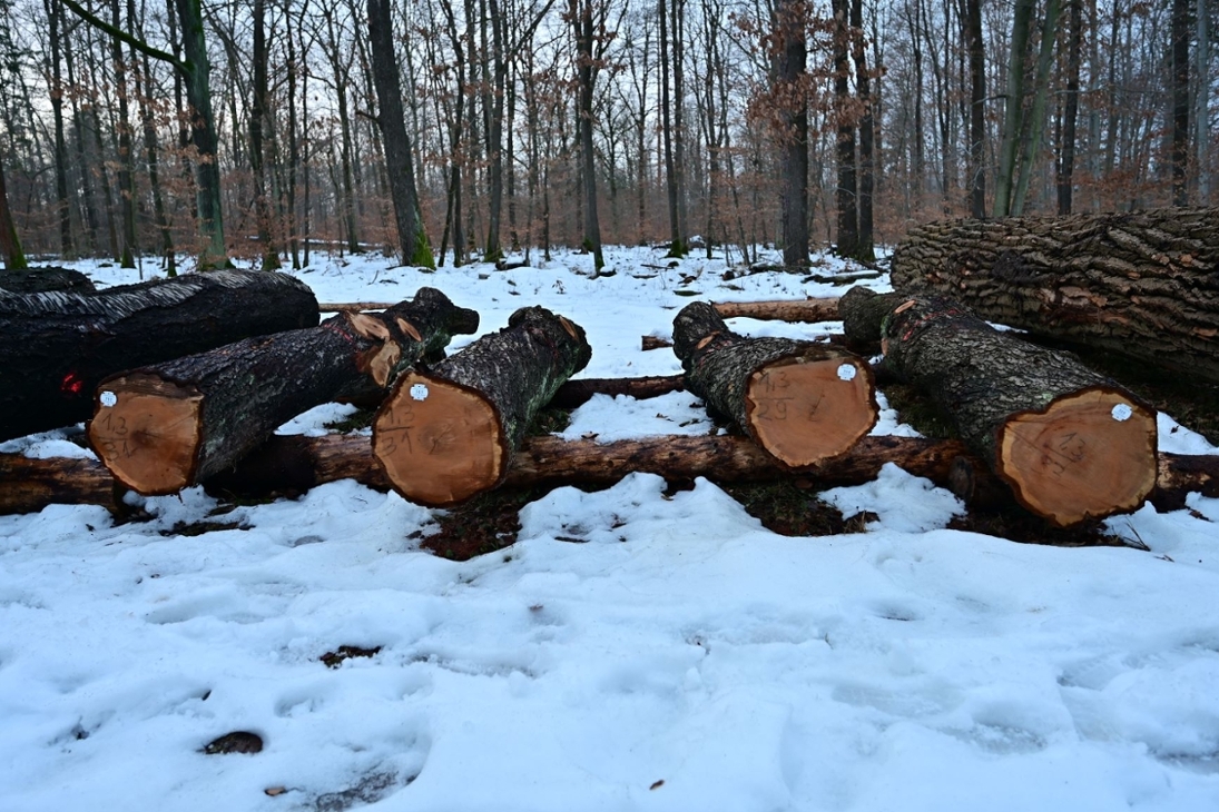 Eine Besonderheit in diesem Jahr: Pflaumenholz erzielte den höchsten Preis je Festmeter.