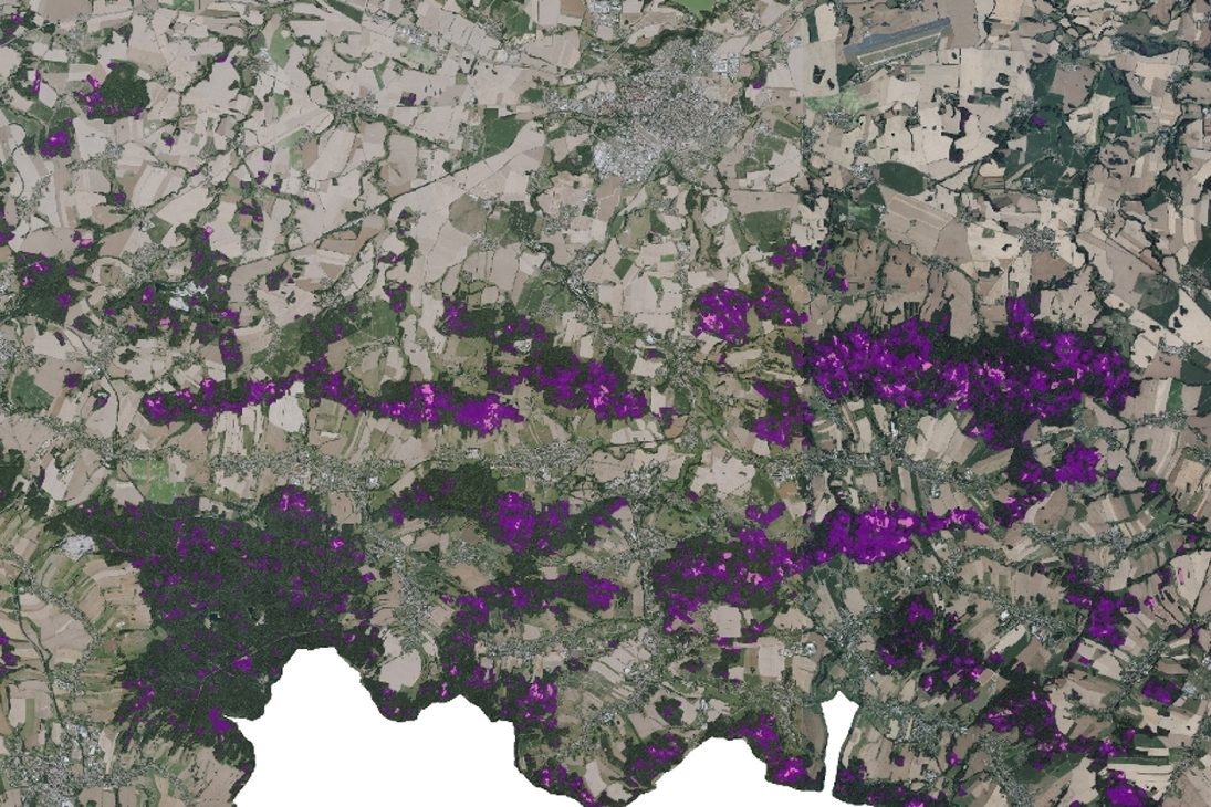 Region Bautzen: Waldschadens- (lila) und Freiflächen (rosa) im Oberlausitzer Bergland (Stadt Bautzen oben im Bild)