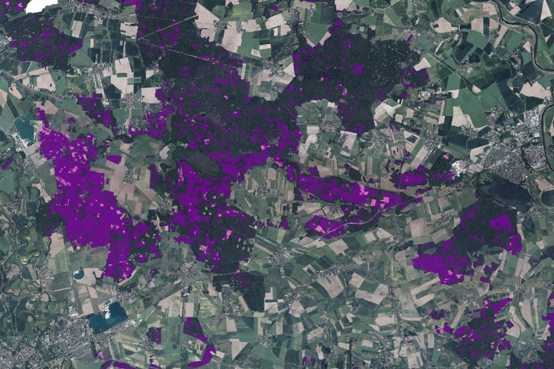 Region Nordsachsen: Waldschadens- (lila) und Freiflächen (rosa) in Nordsachsen (Stadt Eilenburg unten links im Bild, Stadt Torgau rechts)