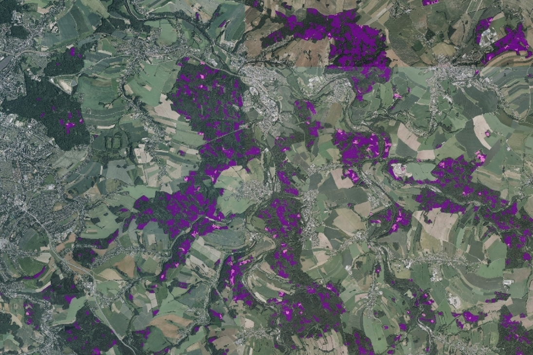 Region Chemnitz: Waldschadens- (lila) und Freiflächen (rosa) östlich von Chemnitz (Stadt Chemnitz links im Bild)