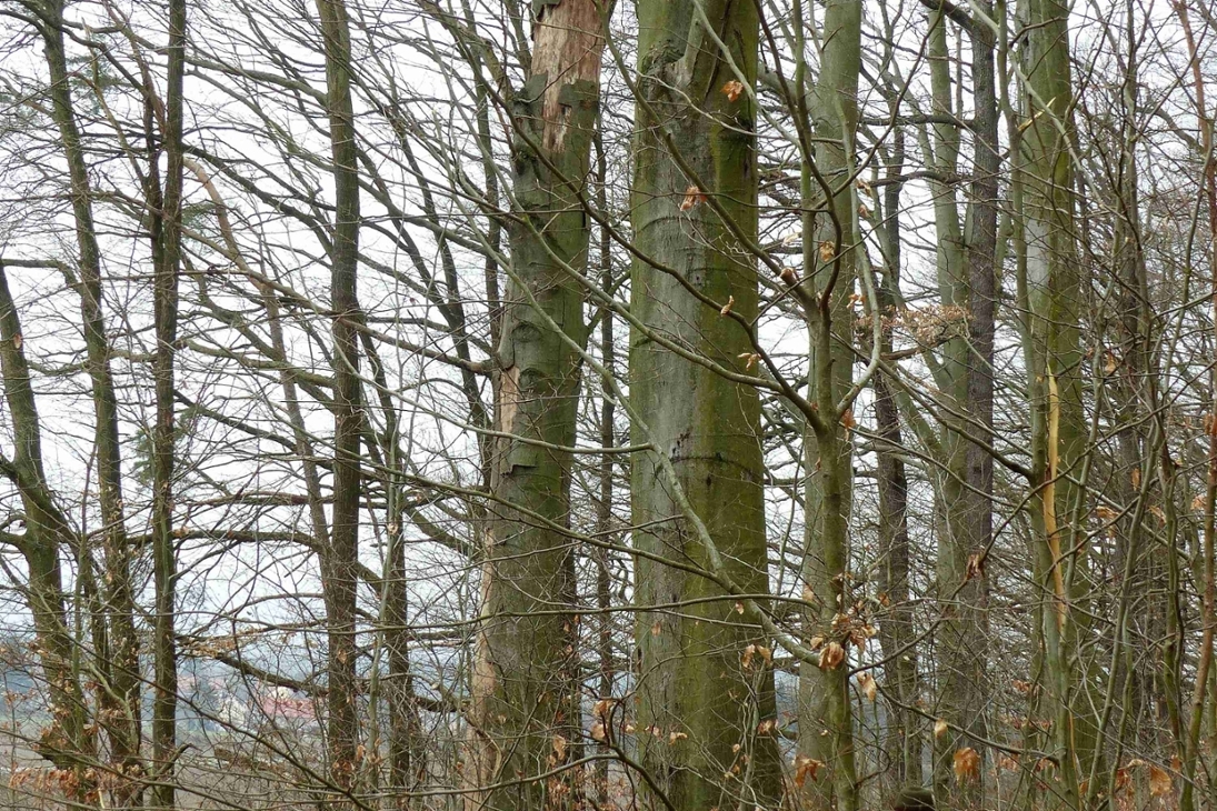 Trockenheit und Borkenkäfer haben zahlreiche Bäume oder Äste in den Wäldern zum Absterben gebracht, die auch Gefahren für Waldbesucher mit sich bringen.