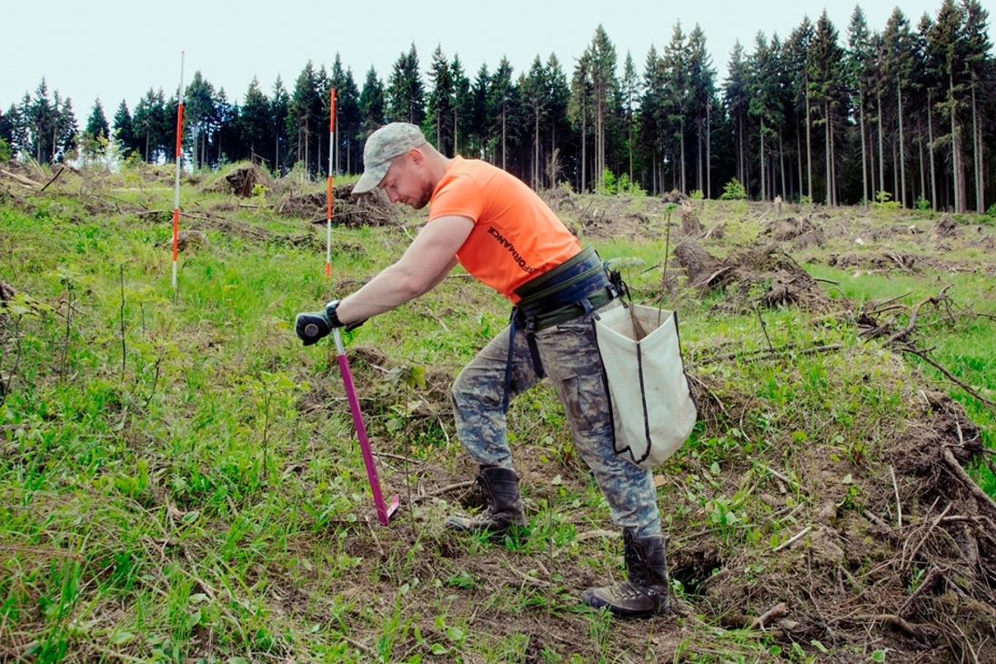 Waldarbeiter von Sachsenforst und beauftragte Forstunternehmer pflanzen in diesem Jahr sechs Millionen Bäume im sächsischen Staatswald.