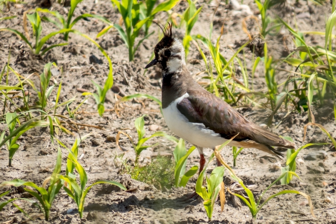 Kiebitz auf einem Feld bei Förstgen im Biosphärenreservat Oberlausitzer Heide- und Teichlandschaft – nur noch 100 Brutpaare werden in Sachsen gezählt.