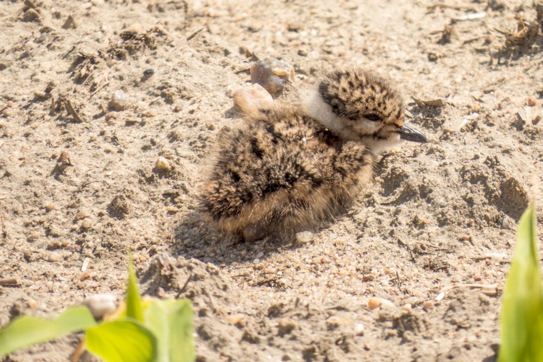 Muss vor Fressfeinden und Bewirtschaftungs-Maßnahmen geschützt werden – Kiebitz-Junge auf einem Feld bei Förstgen im Biosphärenreservat Oberlausitzer Heide- und Teichlandschaft.