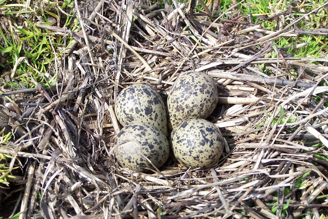 Braun-gefleckte Eier des Kiebitzes in einem Bodennest – im Biosphärenreservat Oberlausitzer Heide- und Teichlandschaft sollen Schutzmaßnahmen eine erfolgreiche Brut ermöglichen.