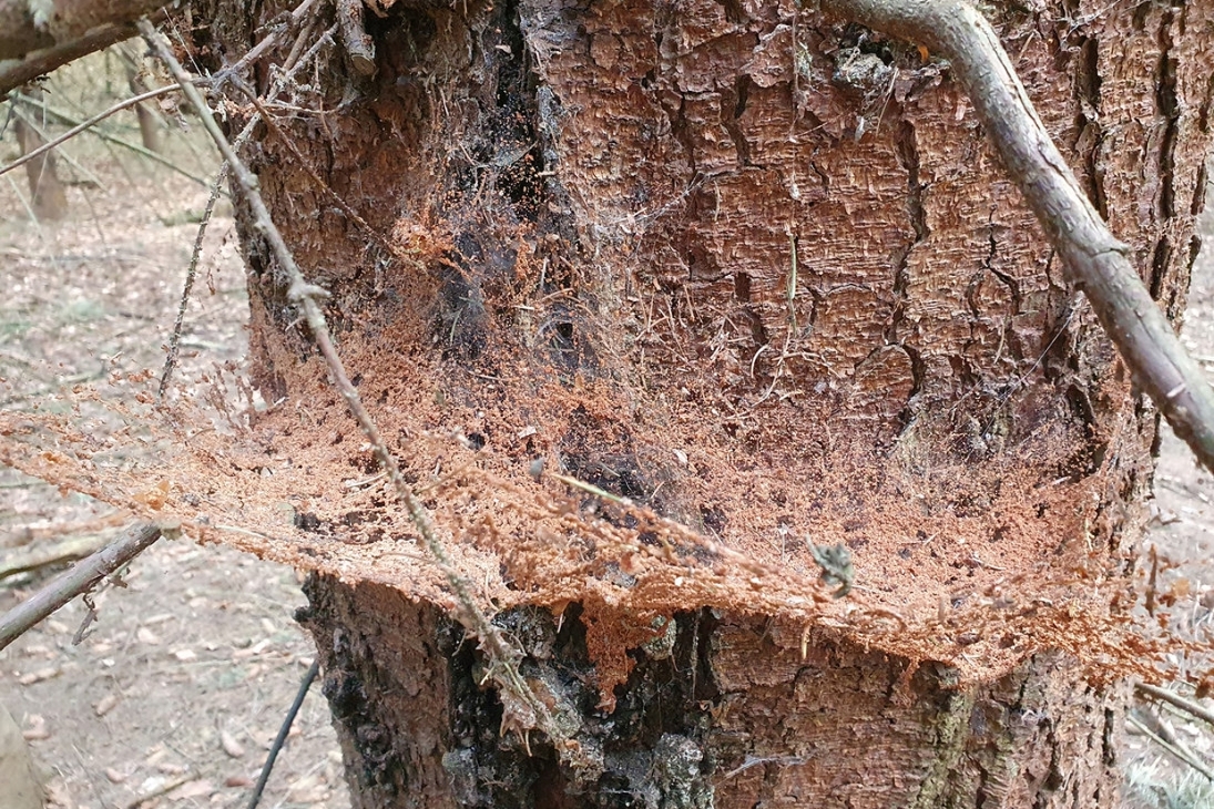 Jetzt kommt es darauf an, durch Borkenkäfer befallene Bäume rasch zu erkennen. Bohrmehl weist auf einen Befall hin.