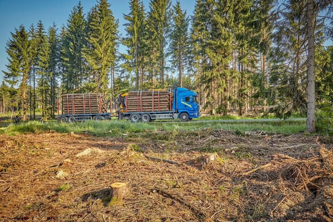 Befallene Bäume müssen rasch gefällt und aus dem Wald abtransportiert werden.