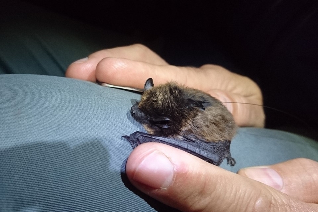 Im Rahmen der wissenschaftlichen Untersuchung ist eine Alpenfledermaus besendert und beringt worden. Ziel ist es, herauszufinden, in welchem Umkreis sich die Fledermaus bewegt.